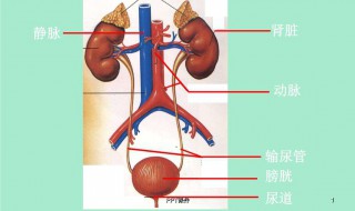 怎样判断输尿管结石已经排出体外 怎样判断输尿管结石已经排出体外了