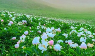 芍药花适合在南方生长吗 芍药花南方能不能养活