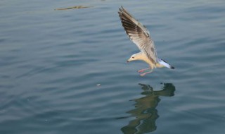 海上清洁工是什么动物（海上清洁工有哪些动物）