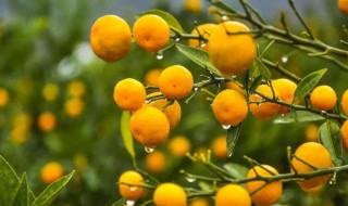 月经期可以吃桔子吗 月经期可以吃橘子吗冬天