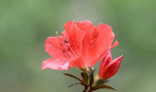 杜鹃花的功效与作用 杜鹃花的功效与作用的功能与主治