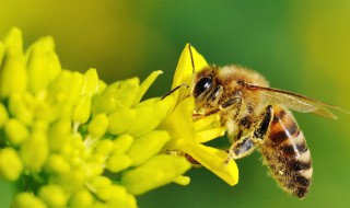 蜜蜂为什么给花朵采蜜（蜜蜂为什么要给花采蜜）