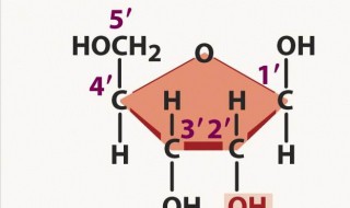 为什么核糖还能解水解（为什么核糖还能解水解物质）