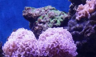 珊瑚的寓意及象征（红珊瑚在风水上的意义）