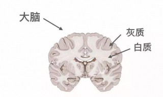 灰质由什么组成白质由什么组成 灰质由什么组成白质由什么组成的