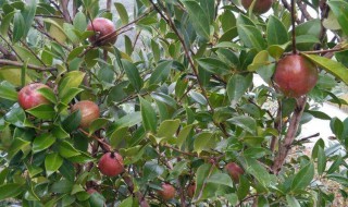 茶油树一年长几次芽（茶油树一年结几次果）