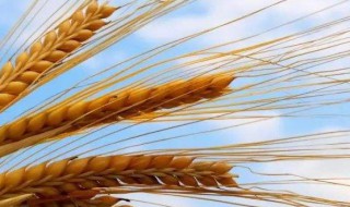 小麦的生长过程一百字 小麦的生长过程一百字作文