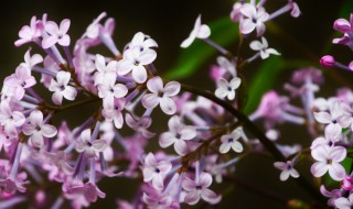 丁香的花语是什么意思 丁香花的花语是什么意思