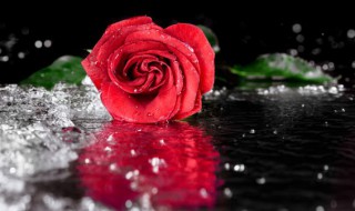 玫瑰花怎么养浇水注意事项有哪些（玫瑰花用浇水吗）