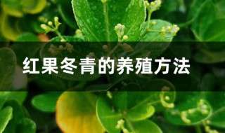 红果冬青的种植方法与注意事项 红果冬青的种植方法与注意事项