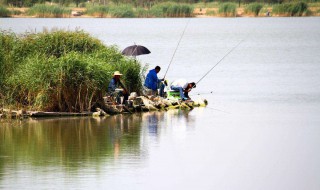 浅水怎么钓鱼（活水钓鱼怎么钓）