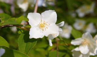 茉莉什么时候季节开（茉莉什么时候季节开花结果）