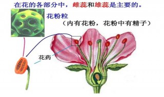 被子植物花的结构中最主要的部分是 在被子植物花的结构中最重要的结构是什么和什么