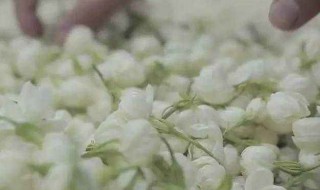 茉莉花茶和牛奶可以吗 茉莉花茶可以和牛奶一起泡吗