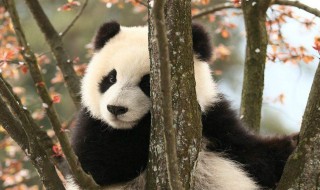 熊猫的特点（熊猫的特点和外貌描写）