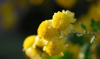 菊花开花的时间是什么季节 菊花开花的时间是什么季节开的