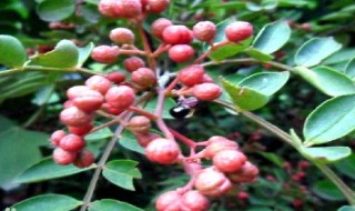 花椒属于开花植物吗 花椒是什么科的植物