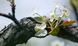 李树开花就会结果吗（李树开花了还能剪枝吗）