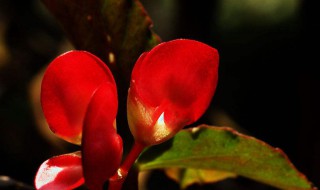 竹节海棠开花季节怎样浇水 竹节海棠开花季节怎样浇水呢