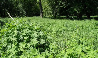 北方院子里适合种植什么驱蚊虫（北方院子里种什么植物驱蚊）