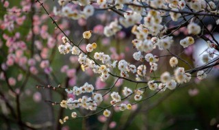 梅花一般是哪个季节开（梅花是在几月份开）