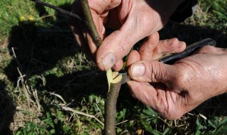 果树最好嫁接的是哪个季节 果树什么季节嫁接成活率高