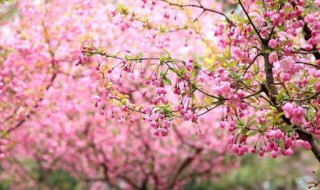 海棠和晚樱开花季节（日本晚樱和海棠花）