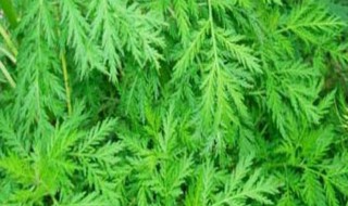 6月和8月是什么季节 6月到八月是什么季节