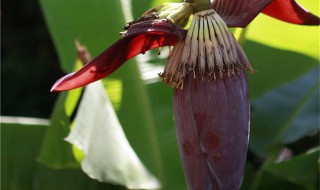 芭蕉心怎么弄的吃（芭蕉心怎么吃?）