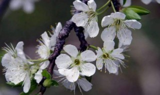 梅花出叶了还开花吗（梅花出叶了还开花吗为什么）