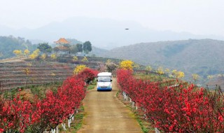 仙迹桃花岛什么时候开花 仙1桃花林