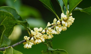 三月份开花的是什么桂花 三月份开花的是什么桂花品种