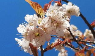 杏树今年没有开花是什么原因 杏树今年为什么不开花