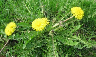 野生蒲公英开花好开不开花好 野生蒲公英花什么时候采摘好