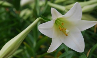 百合从播种到开花需要多少天（百合从播种到开花需要多少天时间）