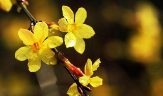 迎春花是什么（迎春花是什么颜色）