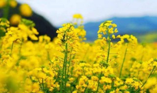 油菜花花蕾开花需要多长时间（油菜花蕾期如何管理）