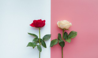 玫瑰的花语是什么 白玫瑰花的花语是什么
