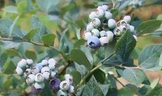 蓝莓湖南可以种植吗 蓝莓湖南可以种植吗现在