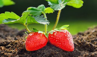 草莓有种子吗那要怎么栽种（草莓有种子吗那要怎么栽种呢）