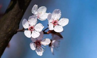 太原圪僚沟樱花几月开（太原圪僚沟樱花什么时候开花）