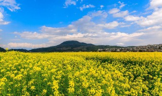 油菜花在南方什么时候开 油菜花在南方什么时候开放