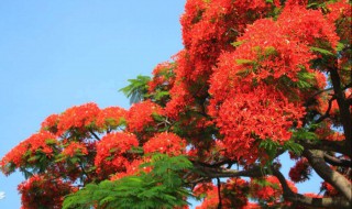 凤凰花的种子种植 凤凰花的种子怎样种植