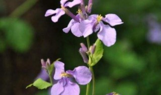 二月开花是什么兰（二月开花是什么兰花）