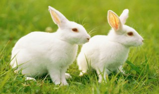 可以喂兔子吃梨吗 可以喂兔子吃梨吗