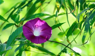 牵牛花在夏季的什么时候开花 牵牛花在什么季节开花?