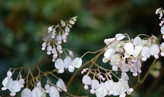 竹节海棠怎么能多开花 竹节海棠开完花怎么修剪