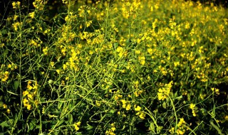 油菜开花什么时间（油菜开花什么时间施肥）