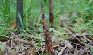 野生山竹笋什么时候长出来（野山笋什么时候有）