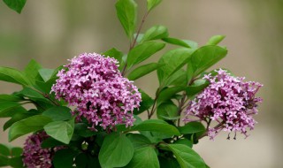 丁香花是几号的生辰花 丁香花是几月几日